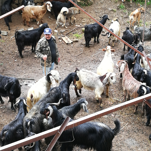 Mobile Pastoralism in the Mediterranean