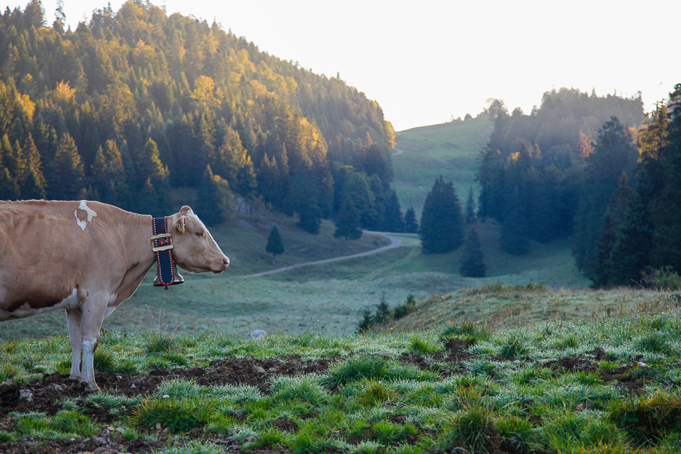 Mobile pastoralism in Switzerland