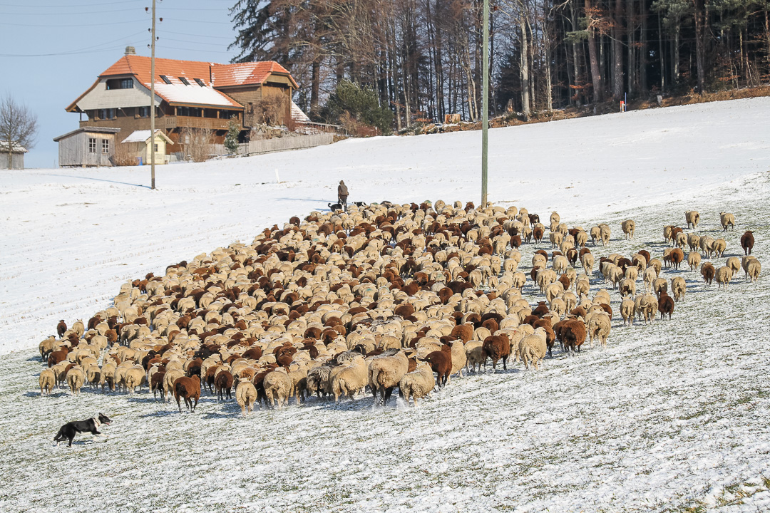 A Day On Winter Transhumance in Gantrischt Natural Park, Switzerland