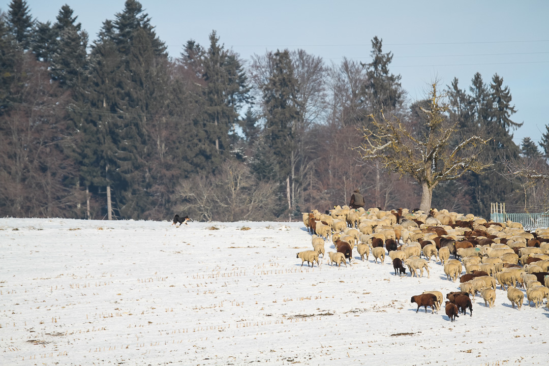 A Day On Winter Transhumance in Gantrischt Natural Park, Switzerland